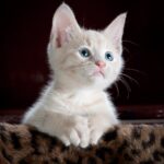 white and grey kitten on brown and black leopard print textile