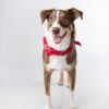 brown and white short coated dog