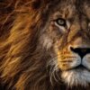 close up photo of lion s head
